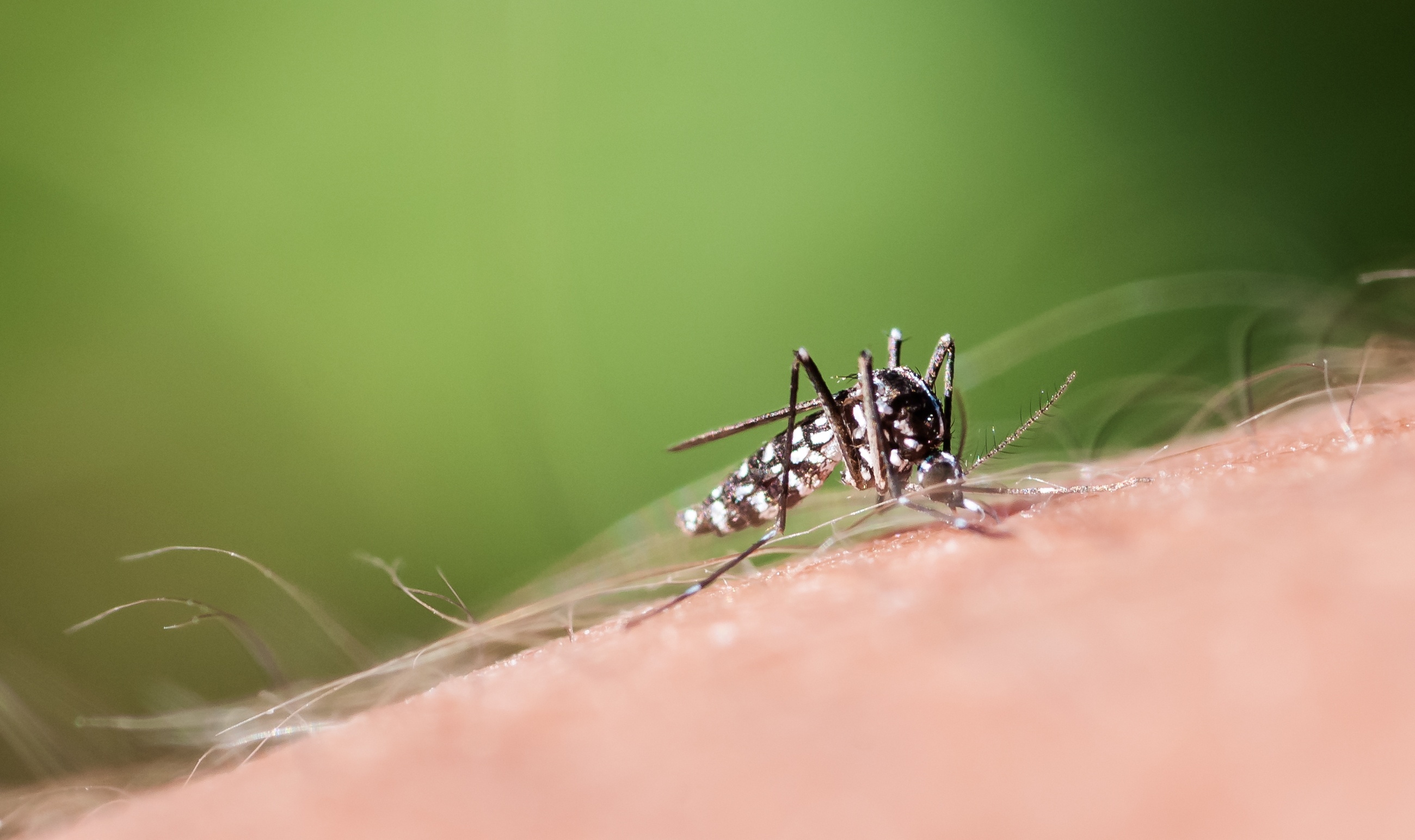 iStock-tiger-mosquito-2